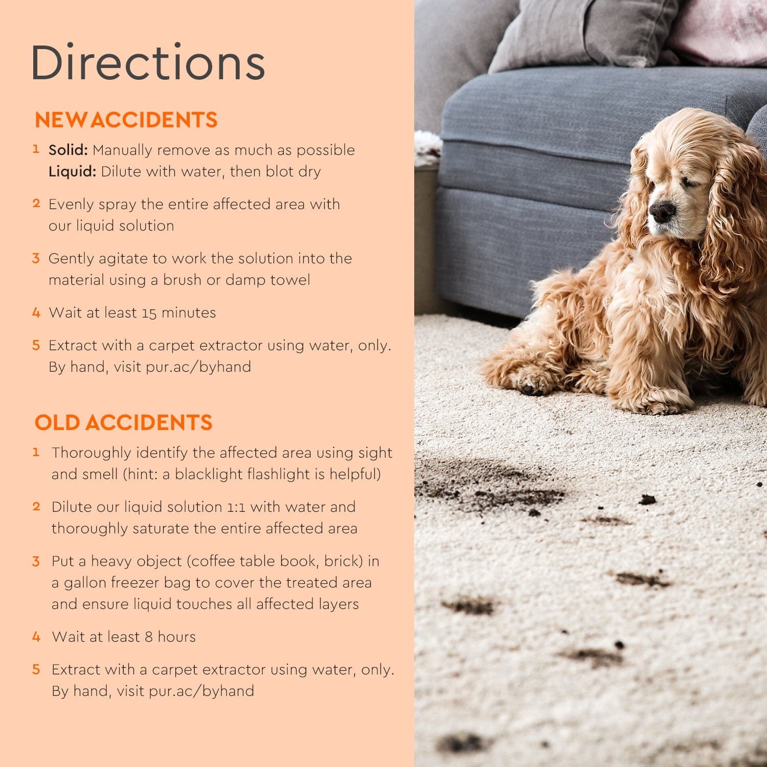 Dog sitting on a carpet with pet stain and cleaning directions on the side.