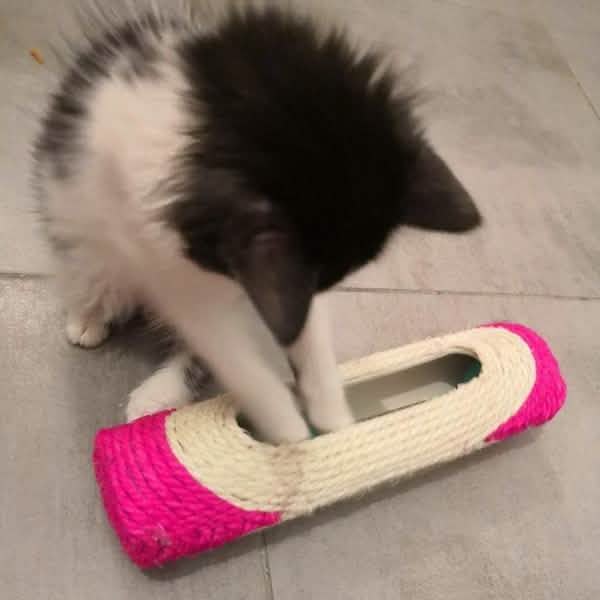 Small black and white cat interacting with a pink and beige textured toy on a tiled floor.