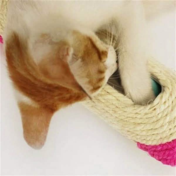 Cat playing with a rope toy on a white surface