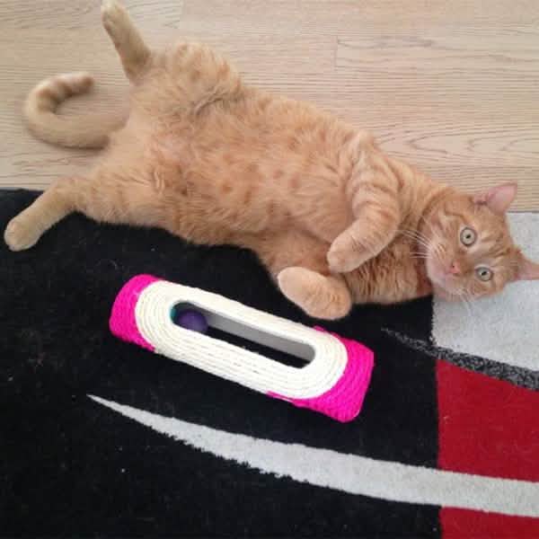 Cat lying on a rug next to a pink and white toy