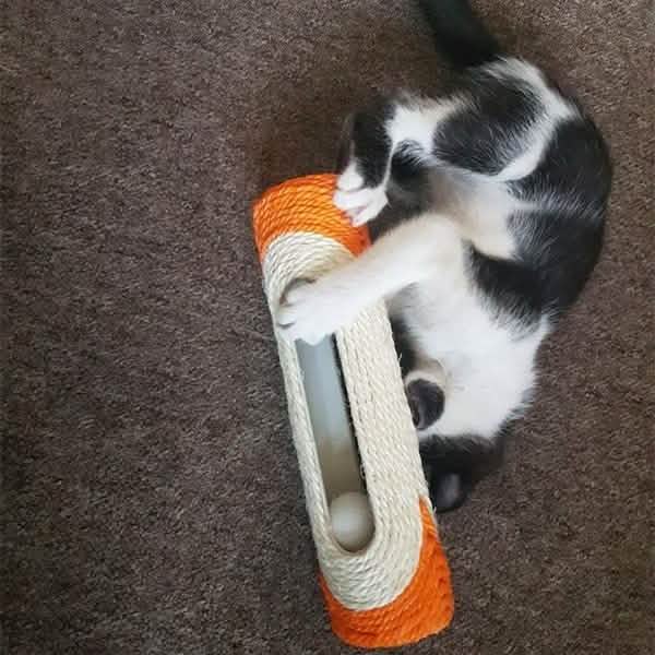 Cat playing with a striped scratching post on a carpeted floor